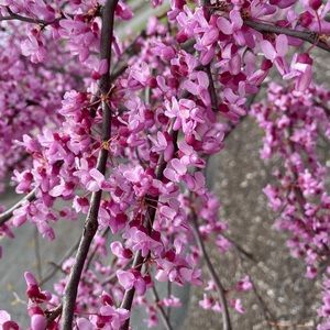 Meet your Posher, Mellanie